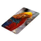Magnet Flexible Superbe profil d'un faisan rouge doré (Côté Gauche)