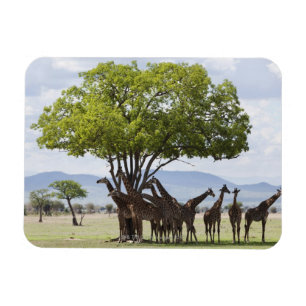 Magnet Flexible Sur le safari en parc national de Mikumi en