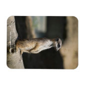 Magnet Flexible Suricate (Horizontal)
