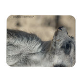 Magnet Flexible Suricate drôle (Horizontal)