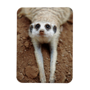 Magnet Flexible Suricate (Suricata Suricatta) se rafraîchissant