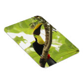 Magnet Flexible Swainson Toucan Exotic Bird (Côté Droit)