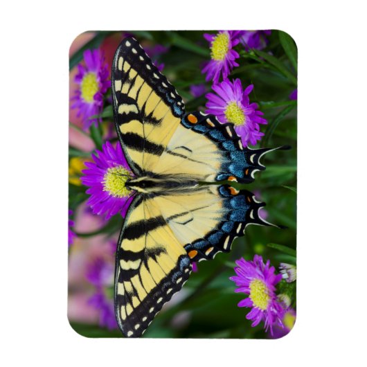Magnet Flexible Swallowtail Butterfly on daisy (Vertical)