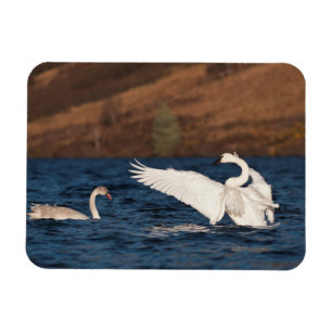 Magnet Flexible Swan