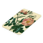 Magnet Flexible Sweet Briar Rose (Côté Gauche)