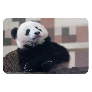Magnet Flexible Sweet Giant Panda Baby