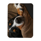 Magnet Flexible Swiss Mountain Dog Lounge (Vertical)