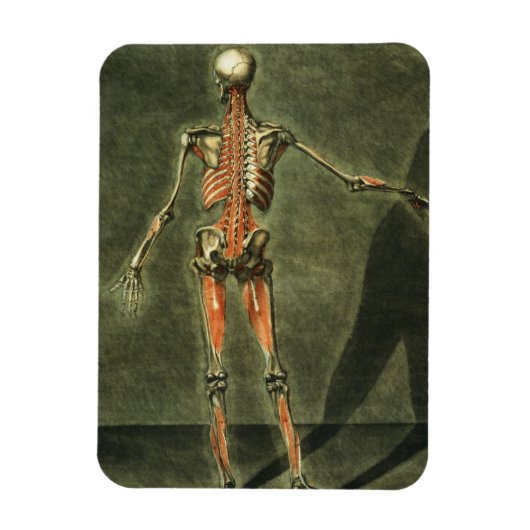 Magnet Flexible Système musculaire profond de l'arrière du corps,  (Vertical)