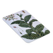 Magnet Flexible Tabac plante, plaque 7, de 'Collection Precieuse (Côté Droit)