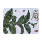 Magnet Flexible Tabac plante, plaque 7, de 'Collection Precieuse (Horizontal)