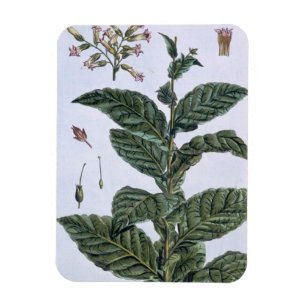 Magnet Flexible Tabac plante, plaque 7, de 'Collection Precieuse