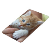 Magnet Flexible Tabby Baby doux (Côté Gauche)