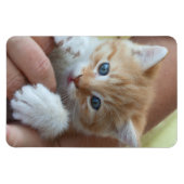 Magnet Flexible Tabby Baby doux (Horizontal)