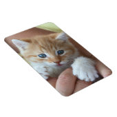 Magnet Flexible Tabby Baby doux (Côté Droit)