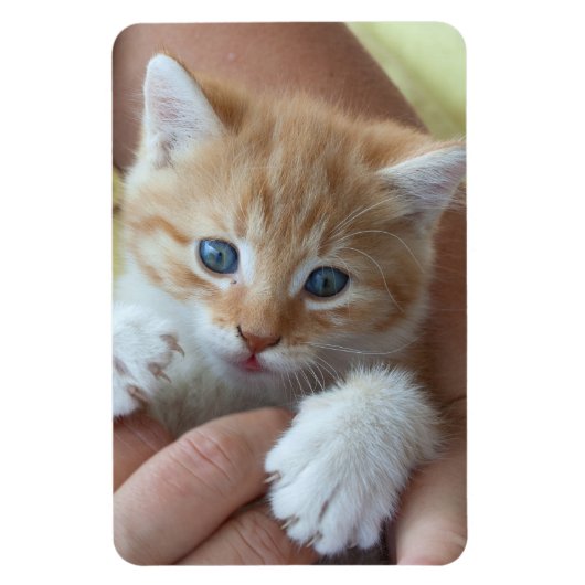 Magnet Flexible Tabby Baby doux (Vertical)