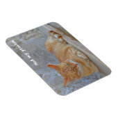 Magnet Flexible Tabby chat reposant à Dubrovnik Pas mon problème ! (Côté Droit)