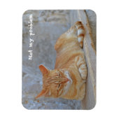 Magnet Flexible Tabby chat reposant à Dubrovnik Pas mon problème ! (Vertical)