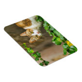 Magnet Flexible Tabby et chat blanc et ivoire (Côté Droit)