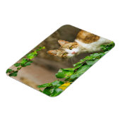 Magnet Flexible Tabby et chat blanc et ivoire (Côté Gauche)