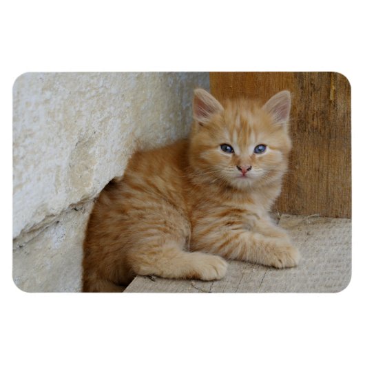 Magnet Flexible Tabby Tomcat Kitten (Horizontal)