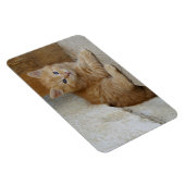 Magnet Flexible Tabby Tomcat Kitten (Côté Droit)