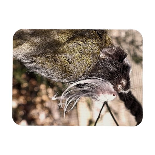 MAGNET FLEXIBLE TAMARIN MONKEY (Horizontal)