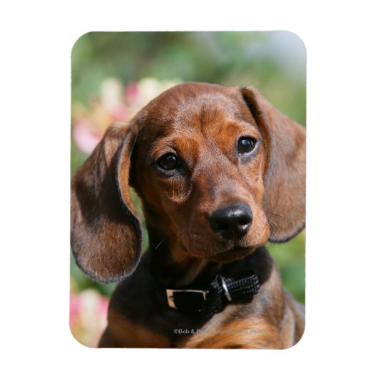 Magnet Flexible Tan Miniture Dachshund (Vertical)