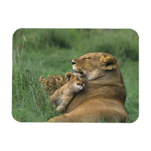 Magnet Flexible Tanzanie, cratère du Ngorongoro. Lionne africaine