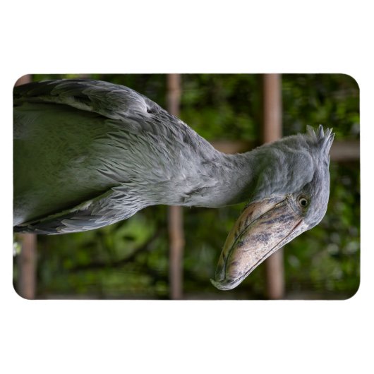 Magnet Flexible Taupe (Balaeniceps rex) (Horizontal)