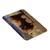 Magnet Flexible Taureau Highland Cattle, Écosse (Côté Droit)