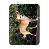 Magnet Flexible Teacup Chihuahua (Vertical)