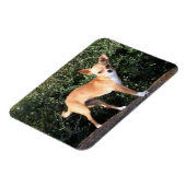 Magnet Flexible Teacup Chihuahua (Côté Gauche)