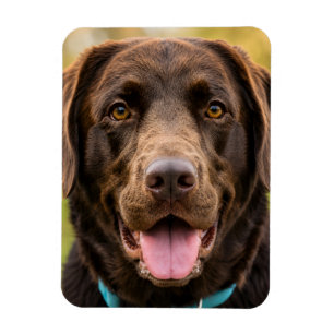 Magnet Flexible Téléchargez votre propre photo de chien