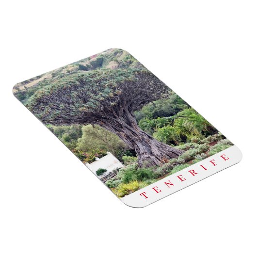 Magnet Flexible Tenerife Dragon Tree vue aimant frigo (Côté Droit)