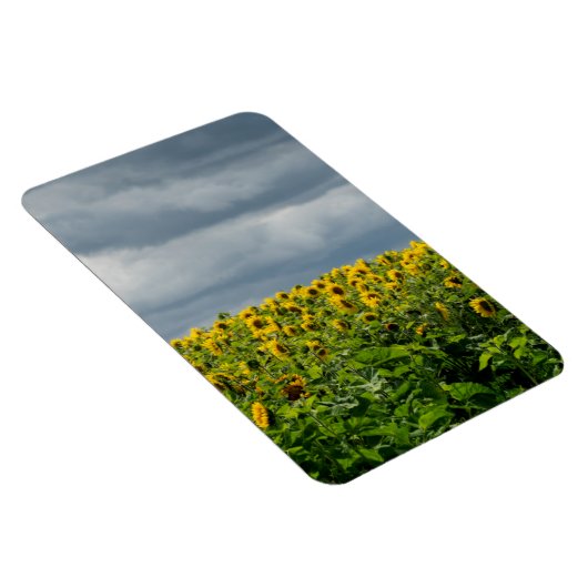 Magnet Flexible Terrain de tournesol. (Côté Droit)