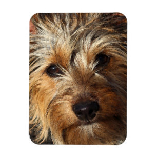 Magnet Flexible Terrier soyeux australien