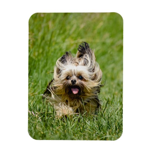 Magnet Flexible Terrier Yorkshire mignon Traversant L'Herbe (Vertical)