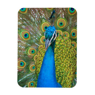Magnet Flexible Tête bleue Peacock avec et des plumes de queue col