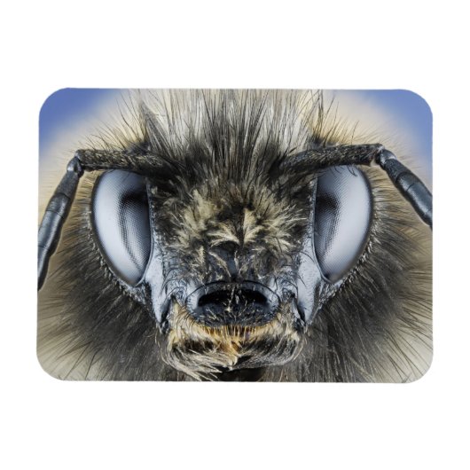 Magnet Flexible Tête de bourdon (Horizontal)