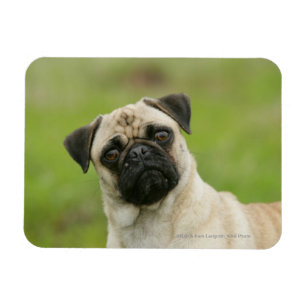 Magnet Flexible Tête de carlin entassée regardant l'appareil-pho