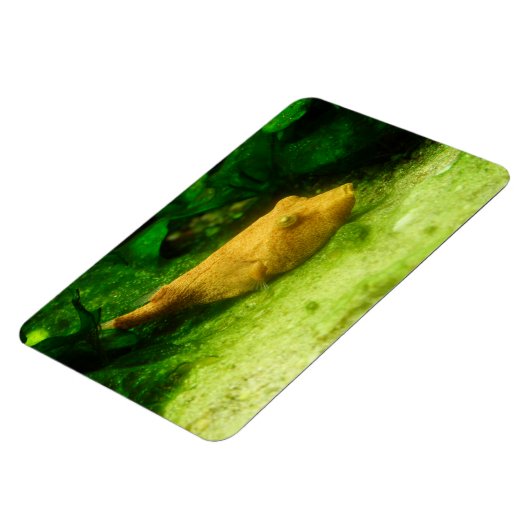 Magnet Flexible Tetraodon miurus (Côté Gauche)