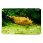 Magnet Flexible Tetraodon miurus (Horizontal)