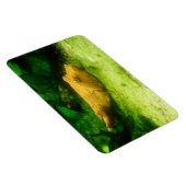 Magnet Flexible Tetraodon miurus (Côté Droit)