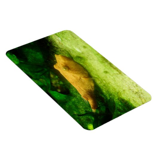 Magnet Flexible Tetraodon miurus (Côté Droit)