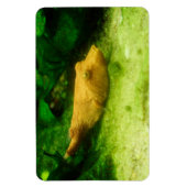 Magnet Flexible Tetraodon miurus (Vertical)