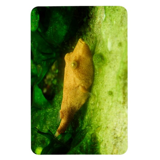 Magnet Flexible Tetraodon miurus (Vertical)