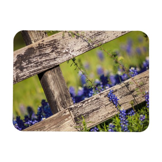 Magnet Flexible Texas Bluebonnets Autour D'Une clôture De Campagne (Horizontal)