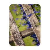 Magnet Flexible Texas Bluebonnets Autour D'Une clôture De Campagne (Vertical)