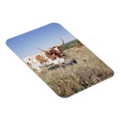 Magnet Flexible Texas Longhorn Breed (photo) (Côté Droit)