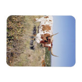 Magnet Flexible Texas Longhorn Breed (photo) (Horizontal)